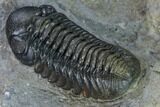 Nice, Austerops Trilobite - Visible Eye Facets #165912-4